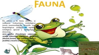 En cuanto a la fauna silvestre, se
realizaron evaluaciones ornitológicas
(aves), mastozoológicas (mamífe- ros),
herpetológicas (anfibios y reptiles),
ictiológicas (peces) y entomológicas
(insectos).
zorro andino (Pseudalopex culpaeus),
venado (Odocoileus virginianus), chumba
(Mustela frenata), gato andino (Oreailurus
jacobita) y vizcacha (Lagidium peruanum).
 