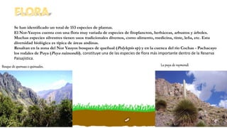 Se han identificado un total de 153 especies de plantas.
El Nor-Yauyos cuenta con una flora muy variada de especies de fitoplancton, herbáceas, arbustos y árboles.
Muchas especies silvestres tienen usos tradicionales diversos, como alimento, medicina, tinte, leña, etc. Esta
diversidad biológica es típica de áreas andinas.
Resaltan en la zona del Nor Yauyos bosques de queñual (Polylepis sp) y en la cuenca del río Cochas - Pachacayo
los rodales de Puya (Puya raimondii). constituye una de las especies de flora más importante dentro de la Reserva
Paisajística.
La puya de raymondiBosque de quenuas o quinuales.
 