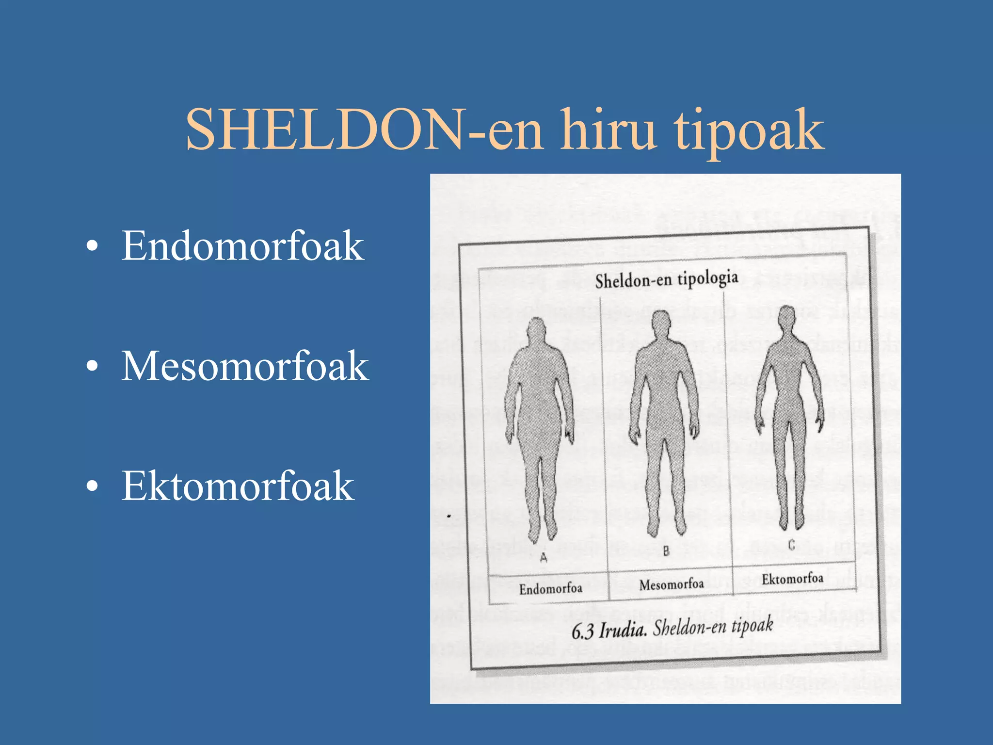 SHELDON-en hiru tipoak Endomorfoak Mesomorfoak Ektomorfoak 