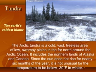 Tundra
The earth’s
coldest biome

The Arctic tundra is a cold, vast, treeless area
of low, swampy plains in the far north around the
Arctic Ocean. It includes the northern lands of Alaska
and Canada. Since the sun does not rise for nearly
six months of the year, it is not unusual for the
temperature to be below -30°F in winter.

 