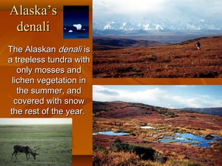 Alaska’s
denali
The Alaskan denali is
a treeless tundra with
only mosses and
lichen vegetation in
the summer, and
covered with snow
the rest of the year.

 