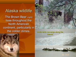 Alaska wildlife
The Brown Bear (right)
lives throughout the
North American
continent, particularly in
the colder climes.

Arctic birds converge along the
islands

 