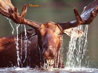 Moose

Moose

 