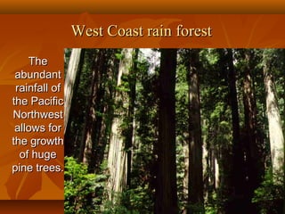 West Coast rain forest
The
abundant
rainfall of
the Pacific
Northwest
allows for
the growth
of huge
pine trees.

 