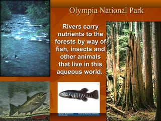 Olympia National Park
Rivers carry
nutrients to the
forests by way of
fish, insects and
other animals
that live in this
aqueous world.

 