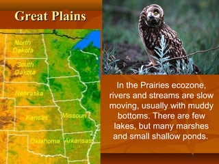 Great Plains

In the Prairies ecozone,
rivers and streams are slow
moving, usually with muddy
bottoms. There are few
lakes, but many marshes
and small shallow ponds.

 