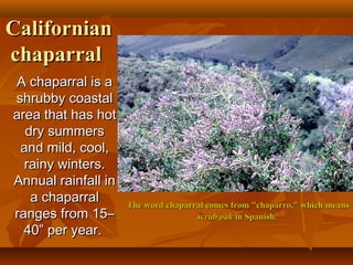 Californian
chaparral
A chaparral is a
shrubby coastal
area that has hot
dry summers
and mild, cool,
rainy winters.
Annual rainfall in
a chaparral
ranges from 15–
40” per year.

The word chaparral comes from "chaparro," which means
scrub oak in Spanish.

 