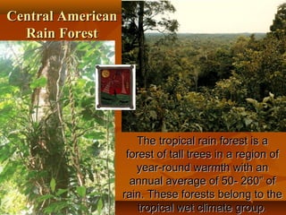 Central American
Rain Forest

The tropical rain forest is a
forest of tall trees in a region of
year-round warmth with an
annual average of 50- 260” of
rain. These forests belong to the
tropical wet climate group.

 