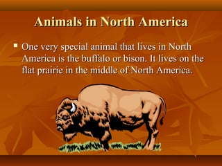 Animals in North America


One very special animal that lives in North
America is the buffalo or bison. It lives on the
flat prairie in the middle of North America.

 