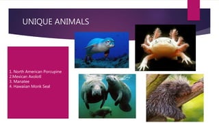 UNIQUE ANIMALS
1. North American Porcupine
2.Mexican Axolotl
3. Manatee
4. Hawaiian Monk Seal
 