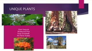 UNIQUE PLANTS
Giant Sequoia
Bristlecone Pine
Texas Snowbells
the Flame Azalea
 
