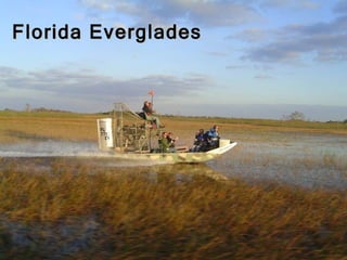 Everglades Florida Everglades 