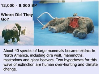 About 40 species of large mammals became extinct in North America, including dire wolf, mammoths, mastodons and giant beavers. Two hypotheses for this wave of extinction are human over-hunting and climate change.  12,000 - 9,000 BP  Where Did They Go? 