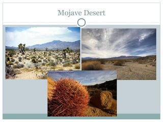 Mojave Desert
 