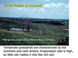 Temperate grasslands are characterized by hot summers and cold winters. Evaporation rate is high, so little rain makes it into the rich soil.  Mid-grass prairie near Manhattan, Kansas Great Plains grasslands 