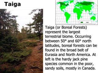 Taiga (or Boreal Forests) represent the largest terrestrial biome. Occurring between 50 °  and 60 °  north latitudes, boreal forests can be found in the broad belt of Eurasia and North America. At left is the hardy jack pine species common in the poor, sandy soils, mostly in Canada. Taiga 