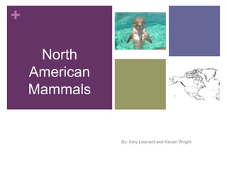 +

     North
    American
    Mammals

               Physical Environment

               By: Amy Leonard and Kevan Wright
 