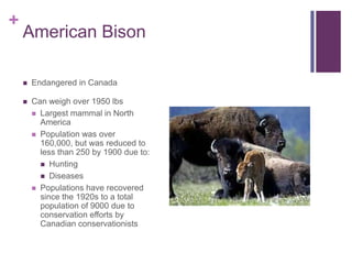 +
    American Bison

       Endangered in Canada

       Can weigh over 1950 lbs
         Largest mammal in North
          America
         Population was over
          160,000, but was reduced to
          less than 250 by 1900 due to:
           Hunting
           Diseases
         Populations have recovered
          since the 1920s to a total
          population of 9000 due to
          conservation efforts by
          Canadian conservationists
 