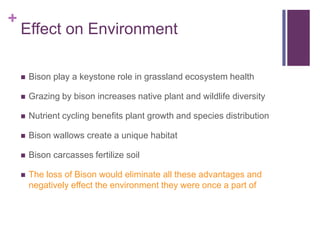 +
    Effect on Environment

       Bison play a keystone role in grassland ecosystem health

       Grazing by bison increases native plant and wildlife diversity

       Nutrient cycling benefits plant growth and species distribution

       Bison wallows create a unique habitat

       Bison carcasses fertilize soil

       The loss of Bison would eliminate all these advantages and
        negatively effect the environment they were once a part of
 