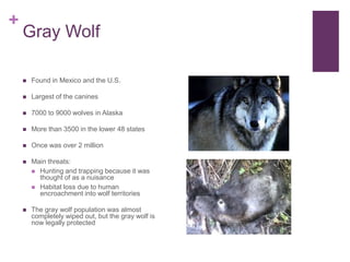+
    Gray Wolf

       Found in Mexico and the U.S.

       Largest of the canines

       7000 to 9000 wolves in Alaska

       More than 3500 in the lower 48 states

       Once was over 2 million

       Main threats:
         Hunting and trapping because it was
          thought of as a nuisance
         Habitat loss due to human
          encroachment into wolf territories

       The gray wolf population was almost
        completely wiped out, but the gray wolf is
        now legally protected
 