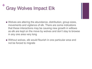 +
    Gray Wolves Impact Elk

       Wolves are altering the abundance, distribution, group sizes,
        movements and vigilance of elk. There are some indications
        that these interactions may be causing new growth in willows
        as elk are kept on the move by wolves and don’t stay to browse
        in any one area very long

       Without wolves, elk would flourish in one particular area and
        not be forced to migrate
 