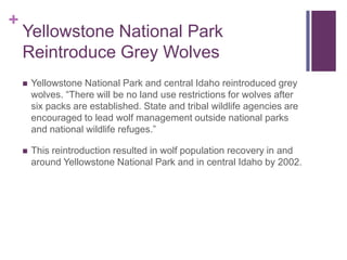 +
    Yellowstone National Park
    Reintroduce Grey Wolves
       Yellowstone National Park and central Idaho reintroduced grey
        wolves. “There will be no land use restrictions for wolves after
        six packs are established. State and tribal wildlife agencies are
        encouraged to lead wolf management outside national parks
        and national wildlife refuges.”

       This reintroduction resulted in wolf population recovery in and
        around Yellowstone National Park and in central Idaho by 2002.
 