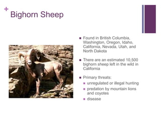 +
    Bighorn Sheep

                       Found in British Columbia,
                        Washington, Oregon, Idaho,
                        California, Nevada, Utah, and
                        North Dakota

                       There are an estimated 10,500
                        bighorn sheep left in the wild in
                        California

                       Primary threats:
                         unregulated or illegal hunting
                         predation by mountain lions
                          and coyotes
                         disease
 