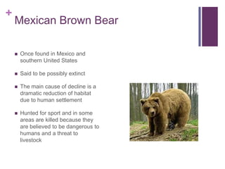 +
    Mexican Brown Bear

       Once found in Mexico and
        southern United States

       Said to be possibly extinct

       The main cause of decline is a
        dramatic reduction of habitat
        due to human settlement

       Hunted for sport and in some
        areas are killed because they
        are believed to be dangerous to
        humans and a threat to
        livestock
 