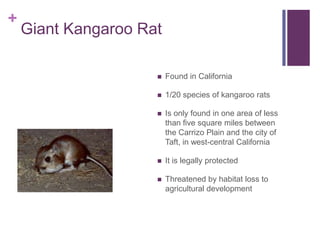 +
    Giant Kangaroo Rat

                        Found in California

                        1/20 species of kangaroo rats

                        Is only found in one area of less
                         than five square miles between
                         the Carrizo Plain and the city of
                         Taft, in west-central California

                        It is legally protected

                        Threatened by habitat loss to
                         agricultural development
 