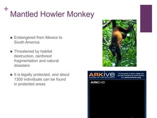 +
    Mantled Howler Monkey

       Endangered from Mexico to
        South America

       Threatened by habitat
        destruction, rainforest
        fragmentation and natural
        disasters

       It is legally protected, and about
        1300 individuals can be found
        in protected areas
 