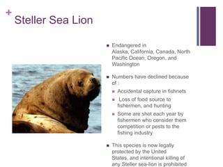 +
    Steller Sea Lion

                          Endangered in
                           Alaska, California, Canada, North
                           Pacific Ocean, Oregon, and
                           Washington

                          Numbers have declined because
                           of :
                              Accidental capture in fishnets
                               Loss of food source to
                               fishermen, and hunting
                              Some are shot each year by
                               fishermen who consider them
                               competition or pests to the
                               fishing industry

                          This species is now legally
                           protected by the United
                           States, and intentional killing of
                           any Steller sea-lion is prohibited
 