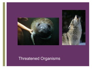 +



Threatened Organisms
 