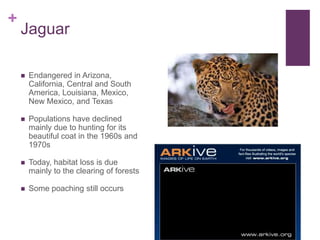 +
    Jaguar

       Endangered in Arizona,
        California, Central and South
        America, Louisiana, Mexico,
        New Mexico, and Texas

       Populations have declined
        mainly due to hunting for its
        beautiful coat in the 1960s and
        1970s

       Today, habitat loss is due
        mainly to the clearing of forests

       Some poaching still occurs
 