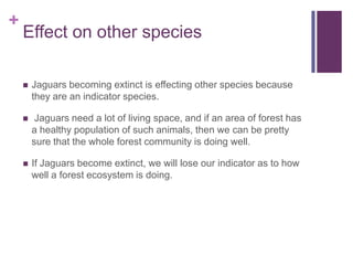 +
    Effect on other species

       Jaguars becoming extinct is effecting other species because
        they are an indicator species.

        Jaguars need a lot of living space, and if an area of forest has
        a healthy population of such animals, then we can be pretty
        sure that the whole forest community is doing well.

       If Jaguars become extinct, we will lose our indicator as to how
        well a forest ecosystem is doing.
 