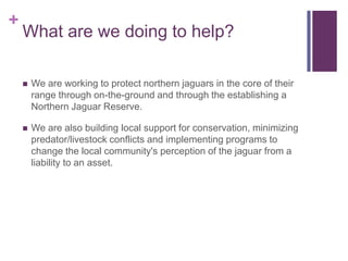 +
    What are we doing to help?

       We are working to protect northern jaguars in the core of their
        range through on-the-ground and through the establishing a
        Northern Jaguar Reserve.

       We are also building local support for conservation, minimizing
        predator/livestock conflicts and implementing programs to
        change the local community's perception of the jaguar from a
        liability to an asset.
 