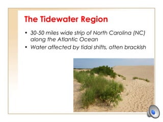 The Tidewater Region
• 30-50 miles wide strip of North Carolina (NC)
along the Atlantic Ocean
• Water affected by tidal shifts, often brackish
 