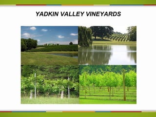 YADKIN VALLEY VINEYARDS
 
