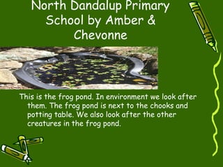 North Dandalup Primary
School by Amber &
Chevonne
This is the frog pond. In environment we look after
them. The frog pond is next to the chooks and
potting table. We also look after the other
creatures in the frog pond.
 