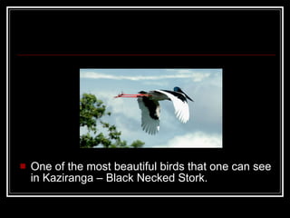 One of the most beautiful birds that one can see in Kaziranga – Black Necked Stork. 