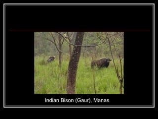 Indian Bison (Gaur), Manas 