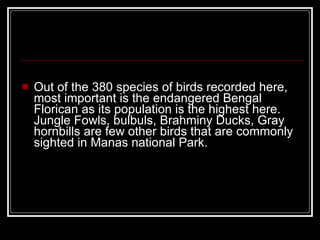 Out of the 380 species of birds recorded here, most important is the endangered Bengal Florican as its population is the highest here. Jungle Fowls, bulbuls, Brahminy Ducks, Gray hornbills are few other birds that are commonly sighted in Manas national Park. 