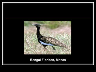 Bengal Florican, Manas 