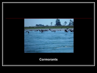 Cormorants 