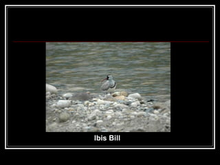 Ibis Bill 