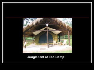 Jungle tent at Eco-Camp 