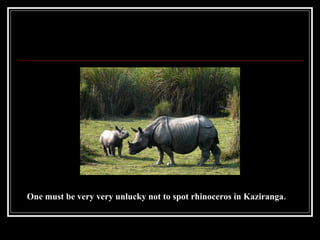 One must be very very unlucky not to spot rhinoceros in Kaziranga.   