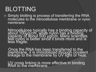 BLOTTING
 Simply blotting is process of transferring the RNA
molecules to the nitrocellulose membrane or nylon
membrane:
Nitrocellulose typically has a binding capacity of
about 100µg/cm, while nylon has a binding
capacity of about 500 µg/cm. Many scientists
feel nylon is better since it binds more and is
less fragile.
Once the RNA has been transferred to the
membrane, it is immobilized through covalent
linkage to the membrane by UV light or heat.
UV cross linking is more effective in binding
RNA to the membrane.
 