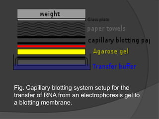 Fig. Capillary blotting system setup for the
transfer of RNA from an electrophoresis gel to
a blotting membrane.
 