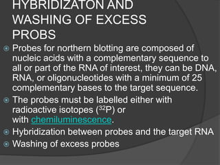 HYBRIDIZATON AND
WASHING OF EXCESS
PROBS
 Probes for northern blotting are composed of
nucleic acids with a complementary sequence to
all or part of the RNA of interest, they can be DNA,
RNA, or oligonucleotides with a minimum of 25
complementary bases to the target sequence.
 The probes must be labelled either with
radioactive isotopes (32P) or
with chemiluminescence.
 Hybridization between probes and the target RNA
 Washing of excess probes
 