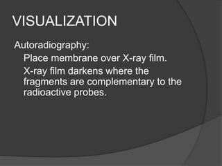 VISUALIZATION
Autoradiography:
Place membrane over X-ray film.
X-ray film darkens where the
fragments are complementary to the
radioactive probes.
 